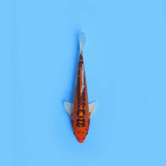 MIZUHO 27 CM