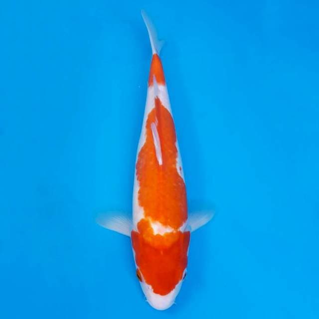 Jumbo kohaku