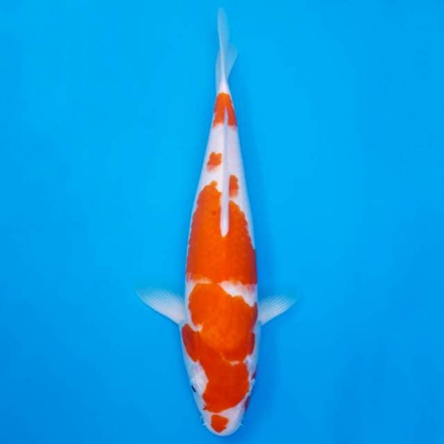 Jumbo kohaku