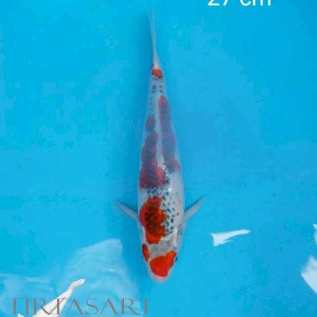 Goshiki 27 cm