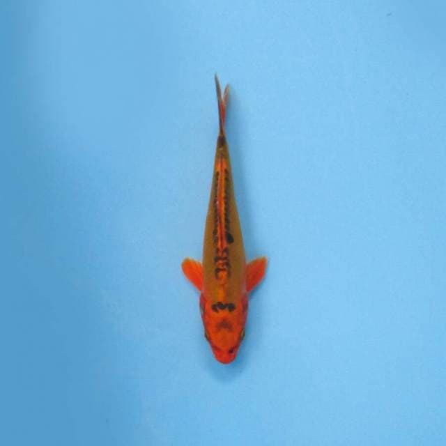 KAWARIMONO 19 CM