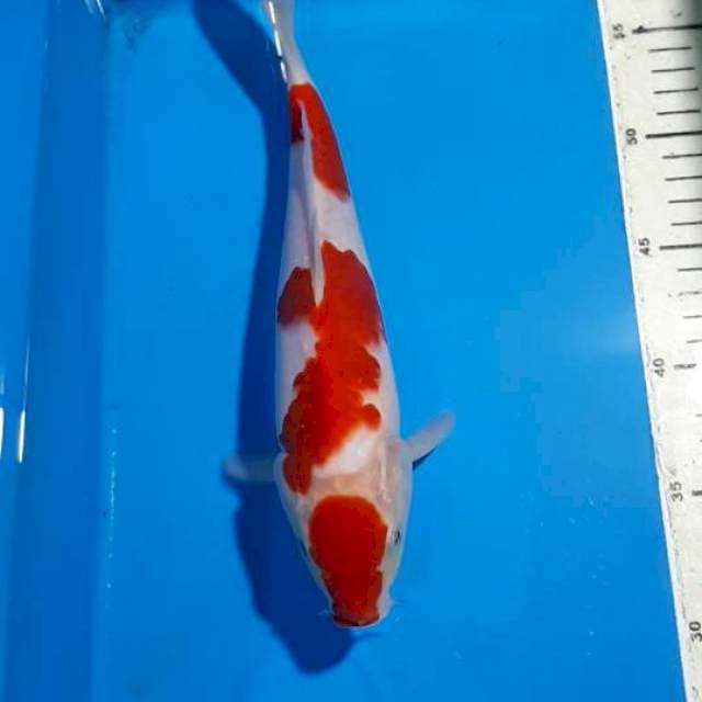 MARUTEN KOHAKU 28 CM