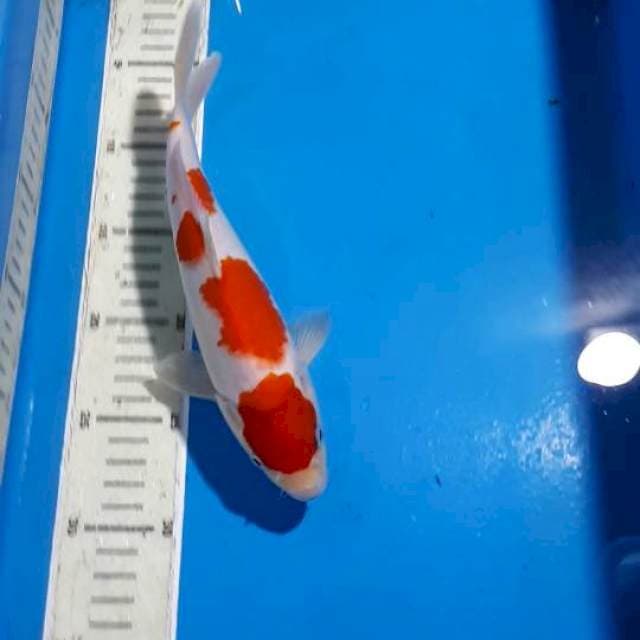 SANKE TATEGOI 24 CM