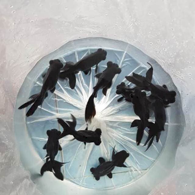 10 EKOR BLACKMORE 13cm