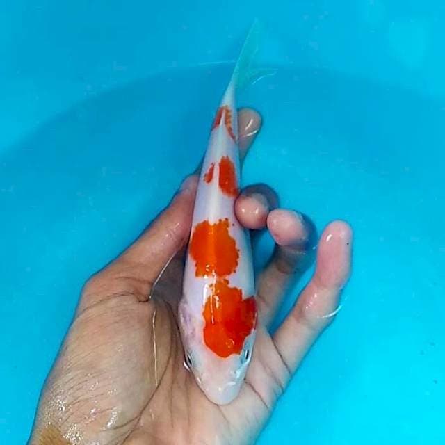 Kanoko kohaku