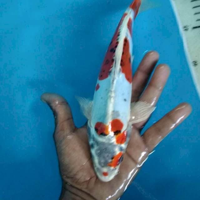 Kiko