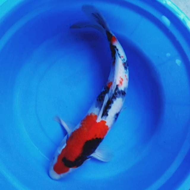 Showa 48cm male