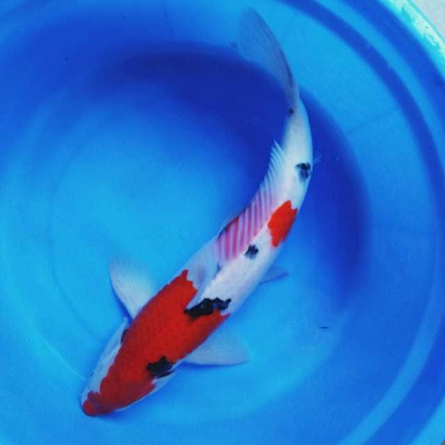 Sanke step 44cm male