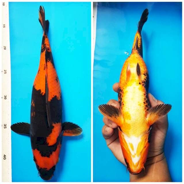 Hi utsuri strong 30 cm
