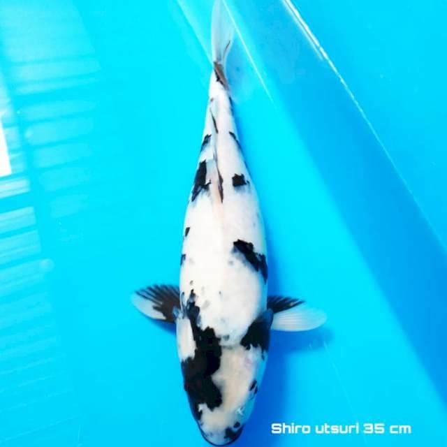 SHIRO 35 cm