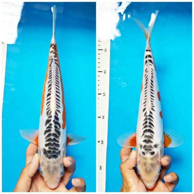 2 ekor sushui 32 cm all male