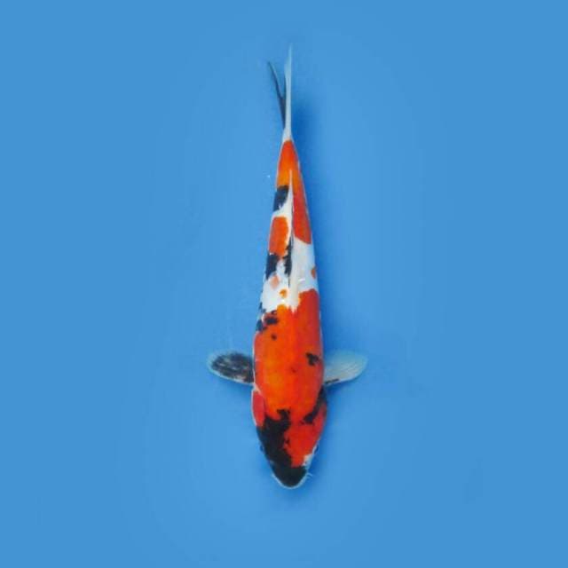 DOITSU SHOWA 25 CM