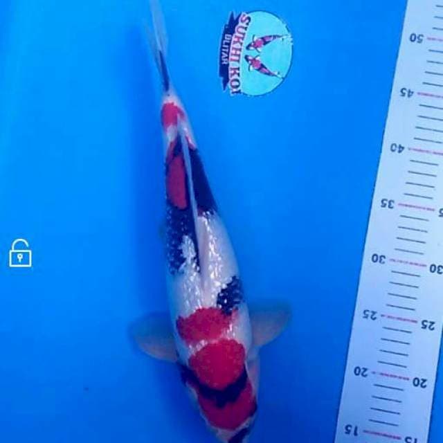 Showa Gindrin Super Quality , 40 cm