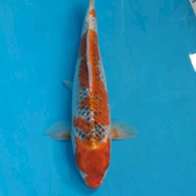 #15 Goshiki 31 cm