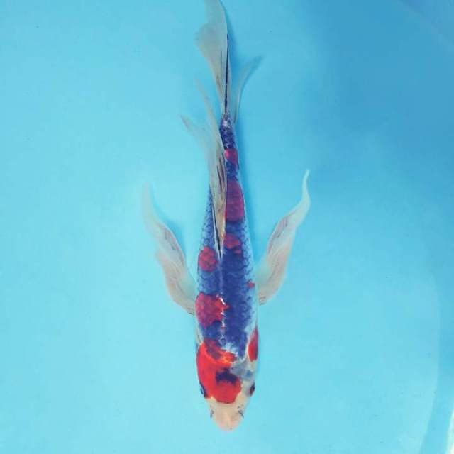 ARASHI 7 - GOSHIKI KUMPAY ®