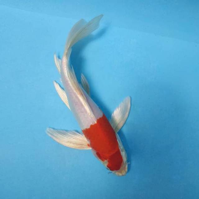 ARASHI 9 - KOHAKU HIKARI KUMPAY ®