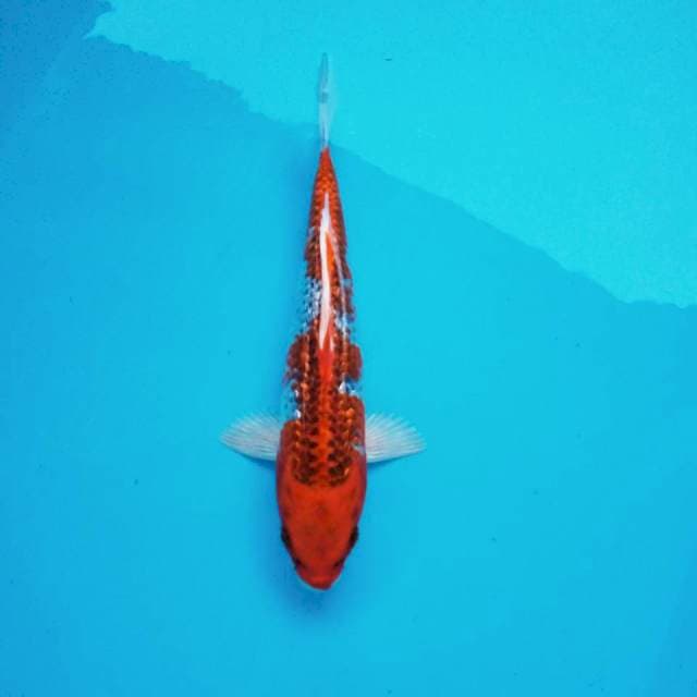 I. Goshiki || 26 cm