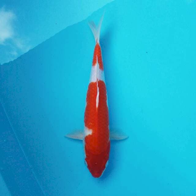 VI. Kohaku || 33 cm