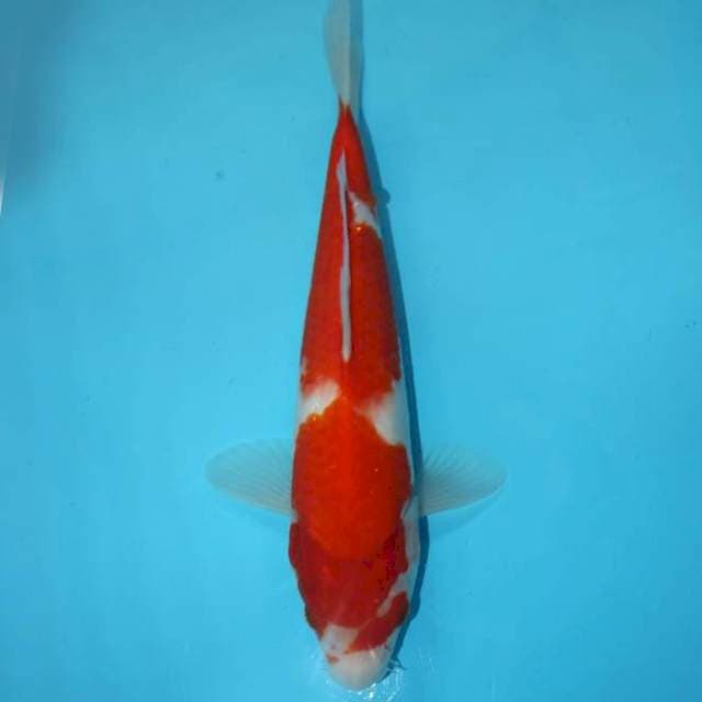 KOHAKU 28 CM