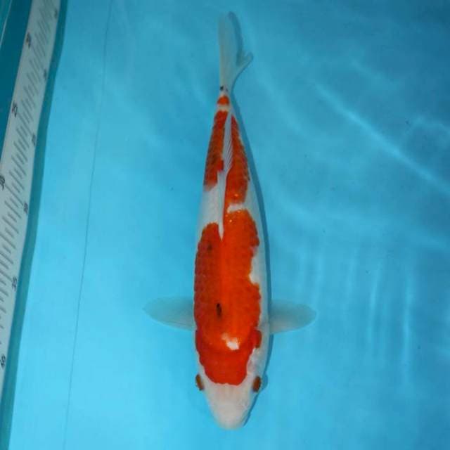 SANKE 27 CM