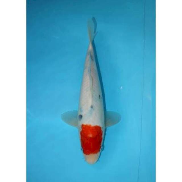 TANCHO SANKE TATEGOI 25 CM