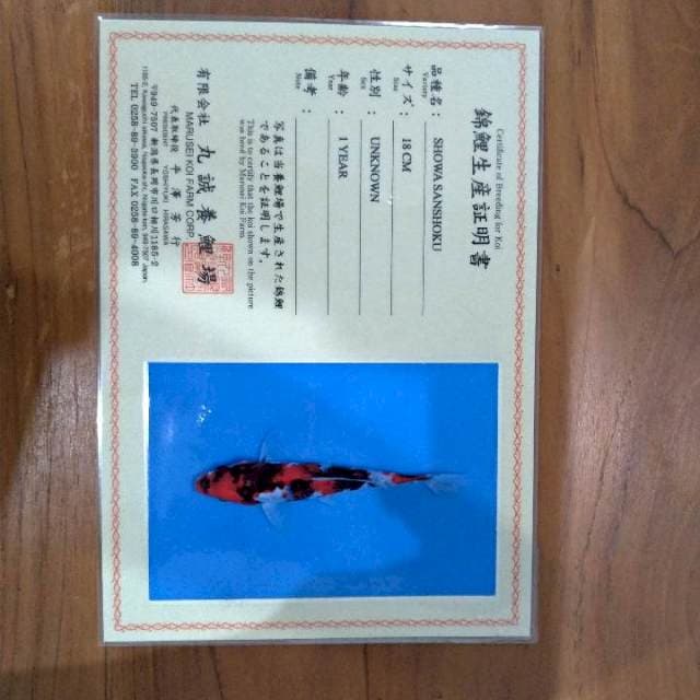 Showa 18cm (Marusei Sertifikat). Import & sertifikat
