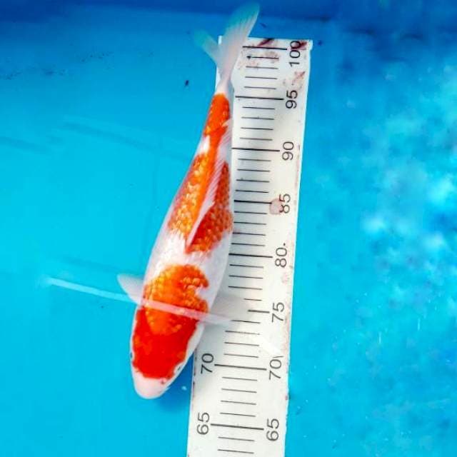 Kuhaku gindrin 35 cm, ginuk ginuk