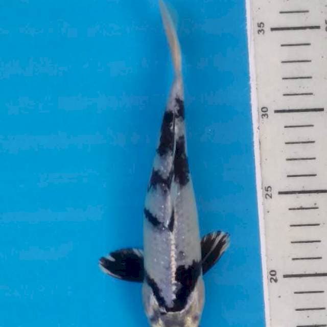 kinsiro 22cm