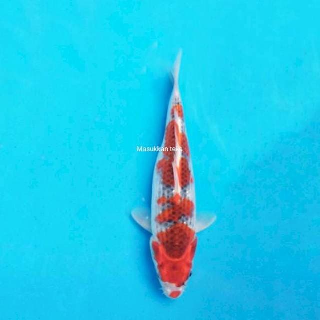 Ghosiki mendal mendul 28cm