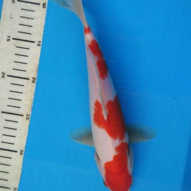 YONDAN KOHAKU