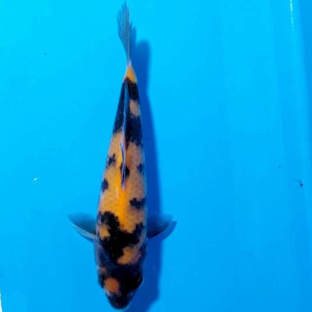 Si LURIK BULKIE Bodi Import #J115