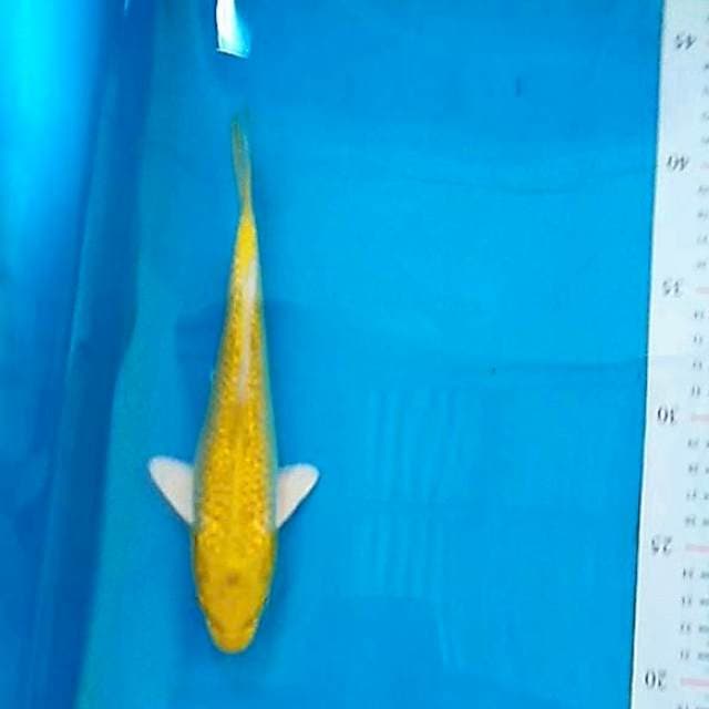 Yamabuki ginrin 22cm