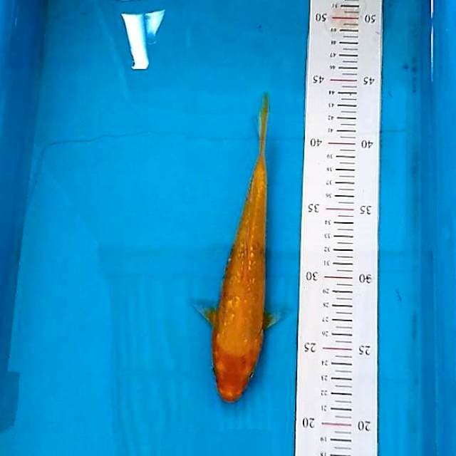 Karashi ginrin 24cm