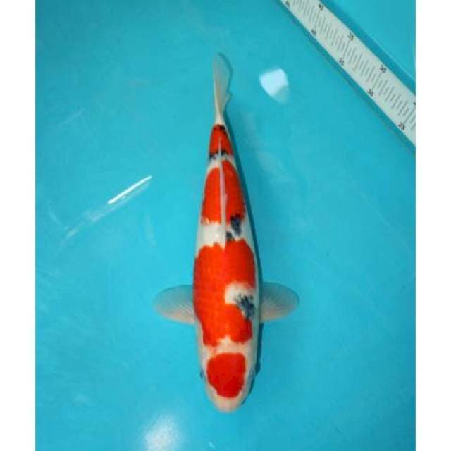 MARUTEN SANKE TATEGOI PATTERN 33 CM