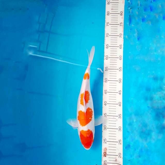 Kohaku 37cm, warna biasa aja, pola original luar biasa