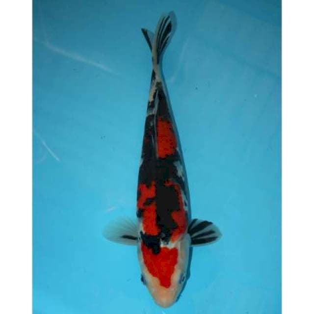 SHOWA SKIN HALUS 30 CM