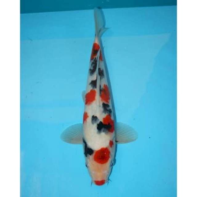 KINDAI SANKE 30 CM