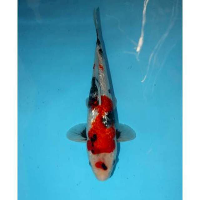 RED GINRIN SHOWA CALON PEJANTAN 29 CM
