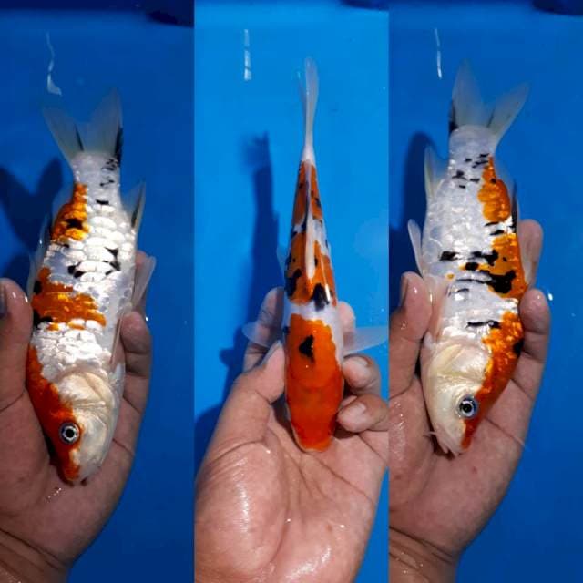 SANKE ANTIK SISIK NAGA FULL 21 CM