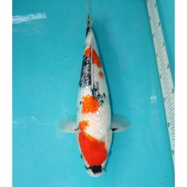 Ginrin Showa Calon Induk 36 cm