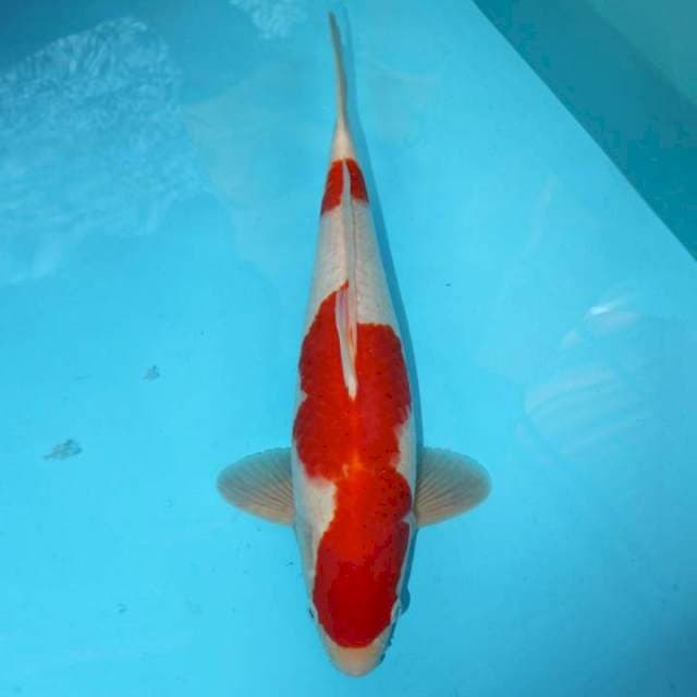 Pejantan Kohaku F1 41 cm