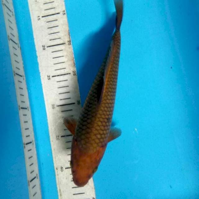 Chagoi 27cm