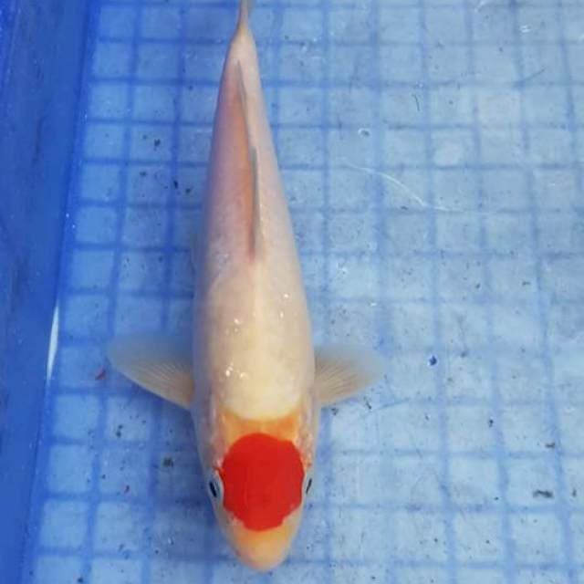 Tancho Kohaku 20cm