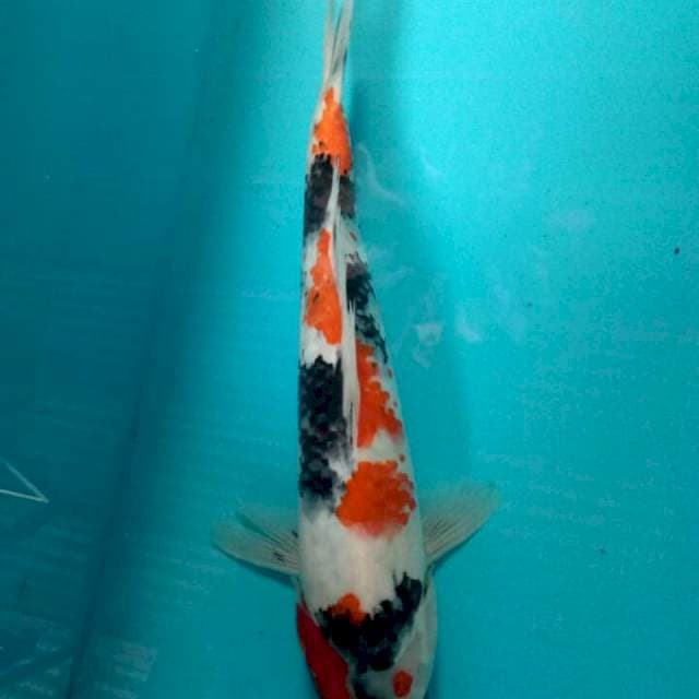 Showa 30cm