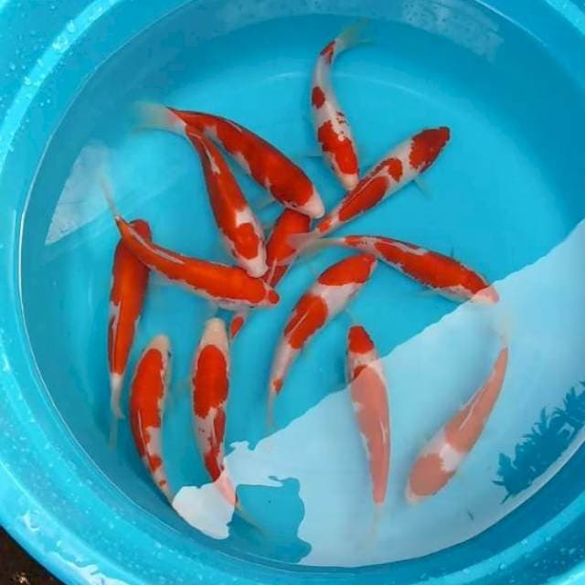 KOHAKU BAGUS ORIGINAL 13 EKOR