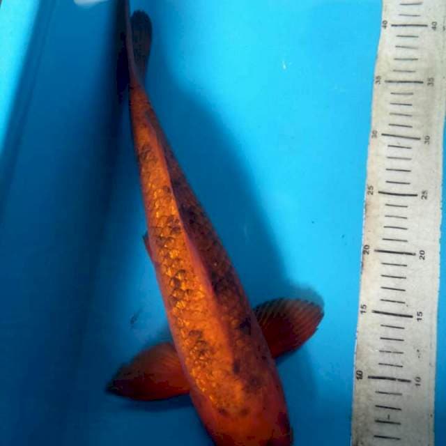 Akabeko ginrin 40cm