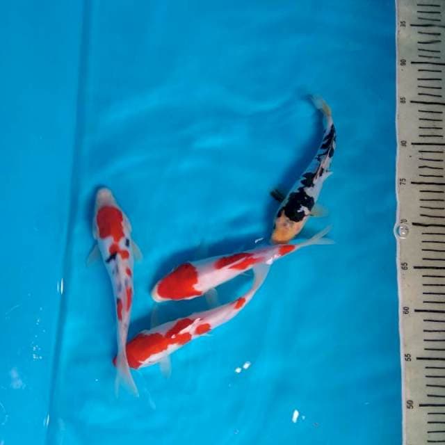 Mix 20-23 cm