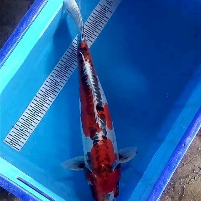 Kujaku Doit Jumbo 55
