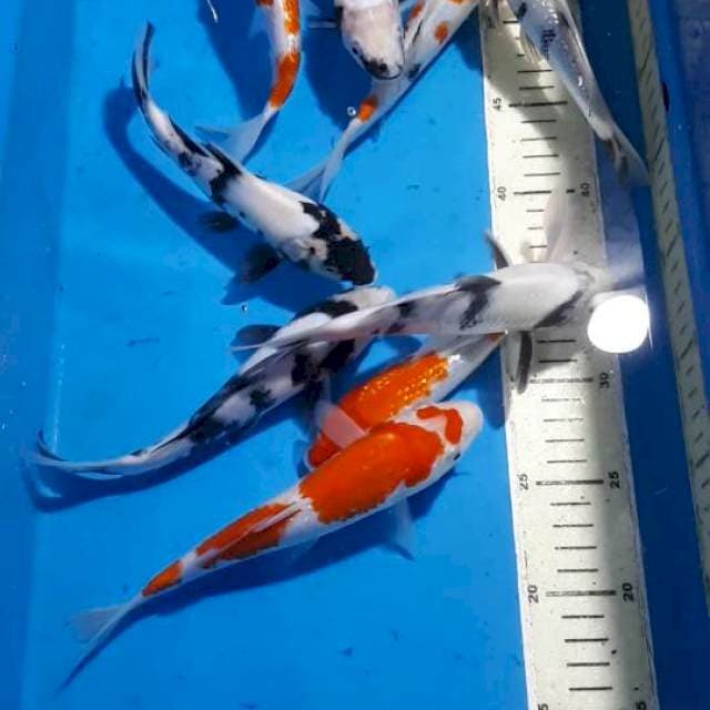 SANKE KOHAKU SHOWA&SHIRO 15 SAMPAI 20 CM