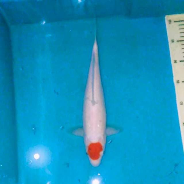 Red Original Tancho Kohaku